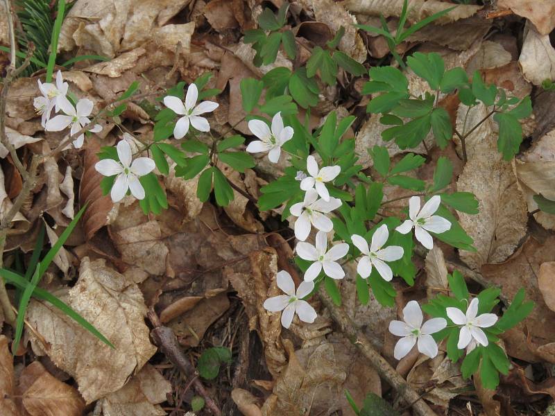 Zapalice žluťuchovitá (Isopyrum thalictroides) v dubohabřině u Domova důchodců Burešov, 20. 3. 2020