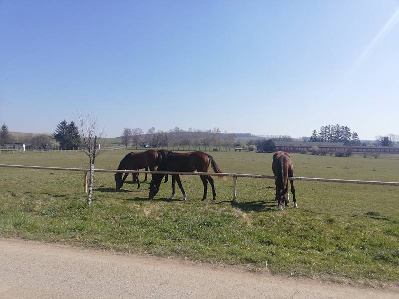 Napajedla, koně ve výběru