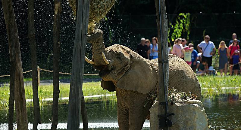 Nový výběh pro slony Karibuni ve zlínské zoo