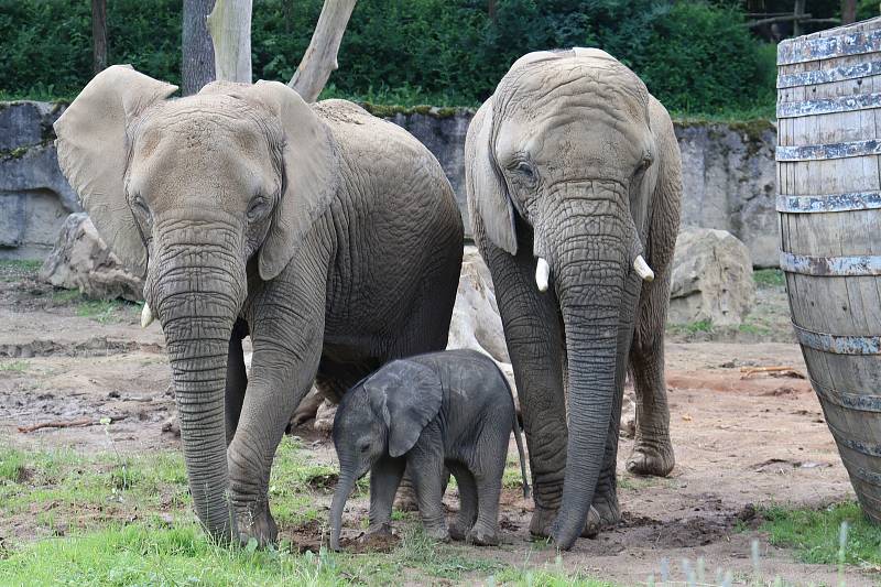 Mládě slona afrického ve zlínské zoo, 13. června 2021