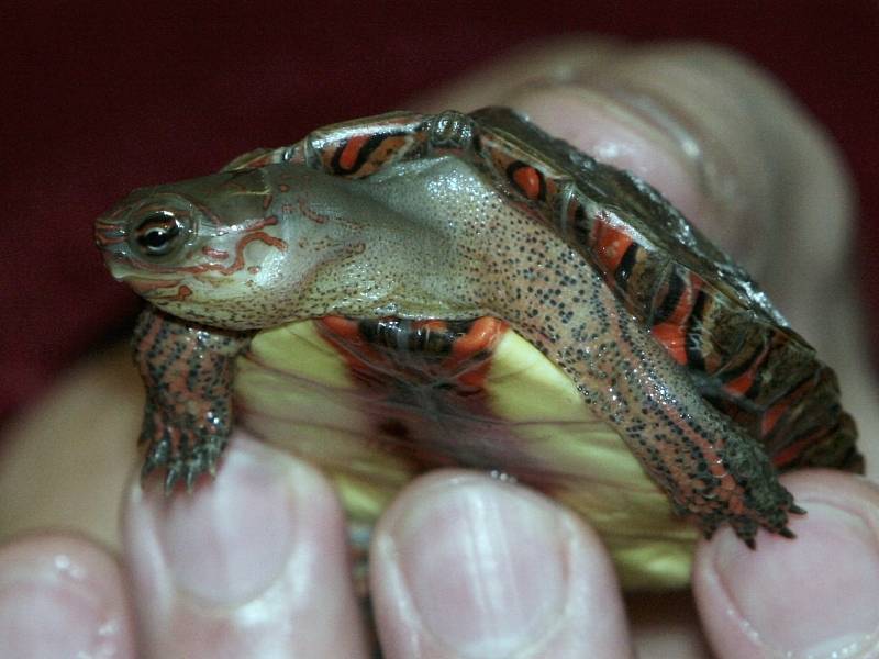 V zoologické zahradě Lešná na Zlínsku se narodila dvě mláďata želvy Rhinoclemmys pulcherrima