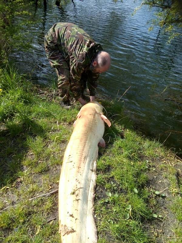 Otrokovický rybář David Kruml si první květnový čtvrtek připsal na tamním Štěrkovišti svůj životní úlovek - sumce albína o délce 188 centimetrů.