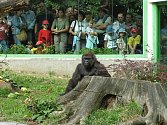 Gorila Judita oslaví v neděli ve zlínské zoo pětačtyřicáté narozeniny. 