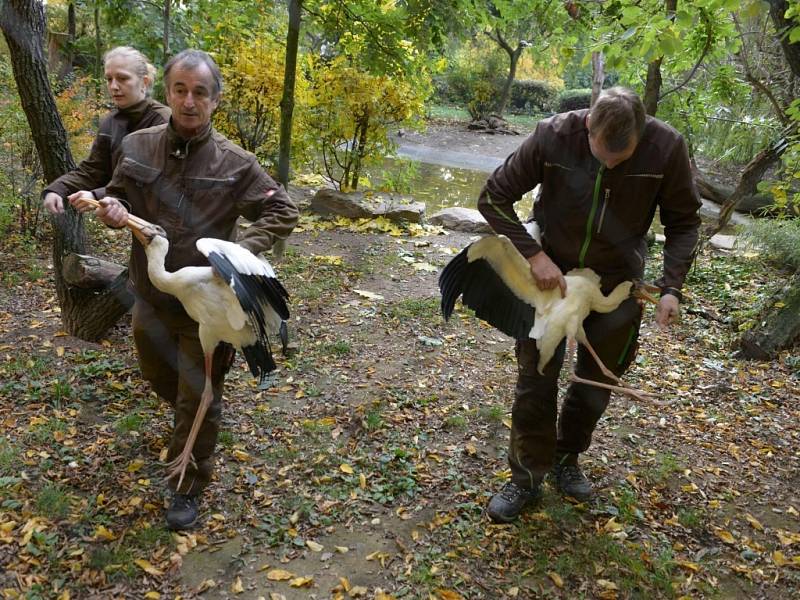 V úterý 27. října 2015 ve zlínské ZOO Lešná stěhovali zvířata z letních expozic do zimovišť, přesouvali i vzácné nesyty bílé.