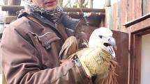 Ze zlínské zoo včera ráno do volné přírody zamířili další tři supi bělohlaví, 2 samičky a jeden samec.