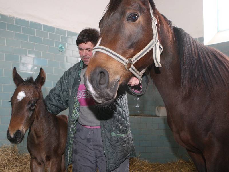 První narozené hříbě roku 2009 v napajedelském hřebčíně. 