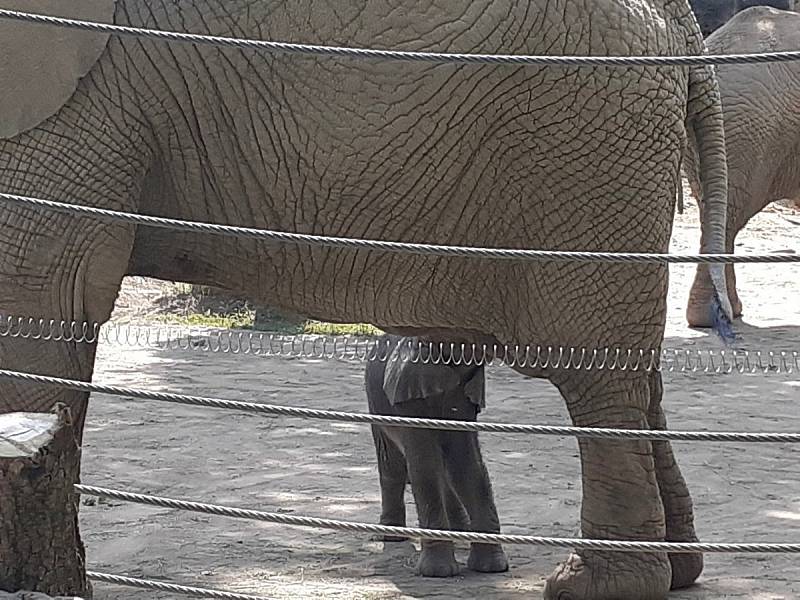 První africké slůně v Česku se narodilo v Zoo Zlín, 11. června 2021