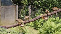 Ve zlínské zoo pokřtili Dana Morávková a Roman Vojtek mláďata kotulů veverovitých. Dostali jméno Kája a Míša.