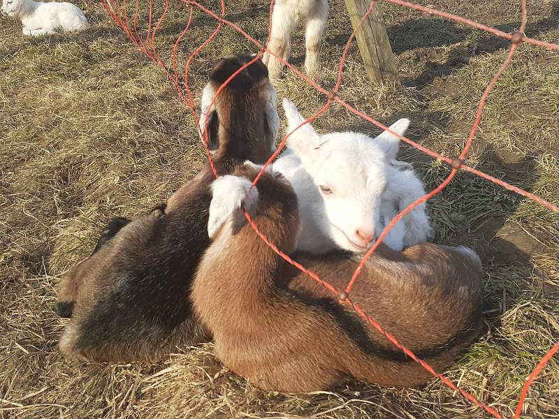 Kozí farma ve Vizovicích má první letošní kůzlata. Narodilo se jich devadesát, další várka devadesáti kůzlat se očekává.