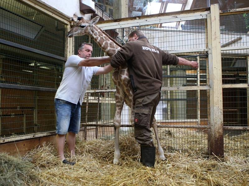 Mládě žirafy rothschildovy v ZOO Lešná