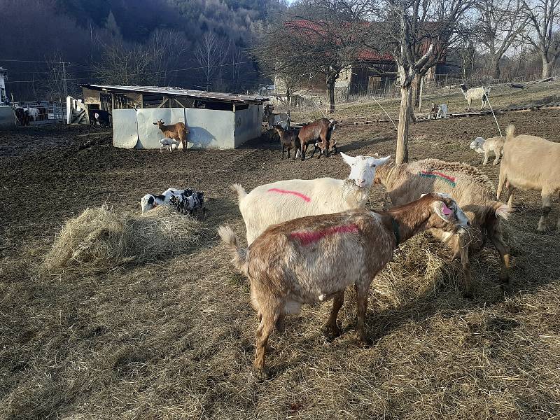 Kozí farma ve Vizovicích má první letošní kůzlata. Narodilo se jich devadesát, další várka devadesáti kůzlat se očekává.