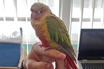Tropický papoušek si ve Zlíně zaletěl na úřad. Strážníci ho převezli do útulku.