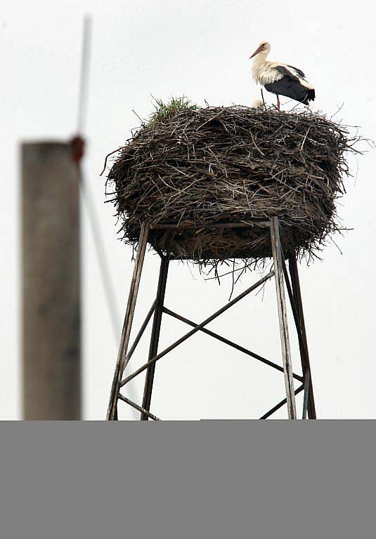 Nedaleko tlumačovského vlakového nádraží se začátkem týdne (kolem 4. dubna) uhnízdil pár čápů.