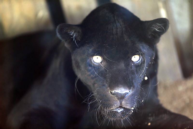 Slavnostní otevření Jaguar Trek v ZOO Lešná.