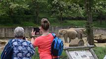 Veřejnost poprvé spatřila nově narozené mládě slona afrického. ZOO Lešná, Zlín.