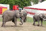 Trojice slonů v areálu Cirkusu Humberto ve Zlíně. Jeden z nich v úterý 9. května 2017 chytil chobotem za popruh kabelky ženu, která jej chtěla svévolně nakrmit. Po pádu skončila v nemocnici se zlomenou nohou.
