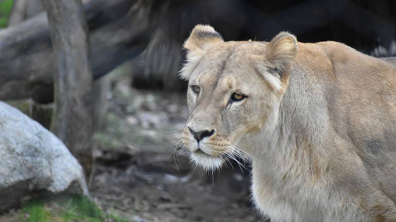 Zlínská zoologická zahrada, duben 2021.