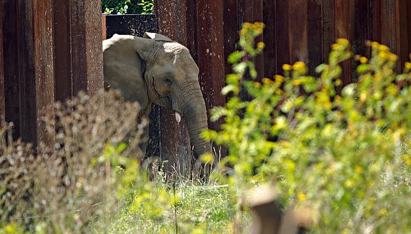 Nový výběh pro slony Karibuni ve zlínské zoo