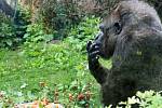 Gorilí samice Judita ze zoologické zahrady, když slavila 45 narozeniny.