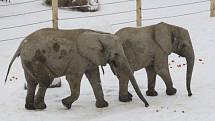 Sloni ve zlínské ZOO Lešná si užívají sněhové nadílky. 