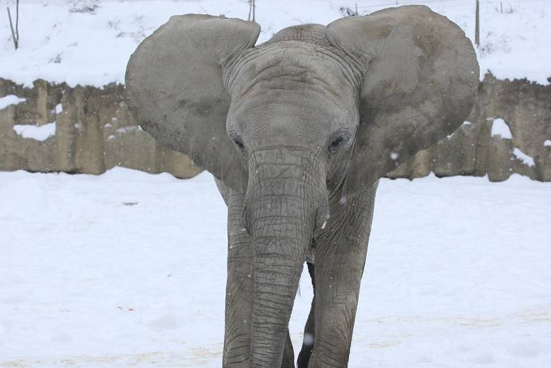 Sloni ve zlínské ZOO Lešná si užívají sněhové nadílky. 