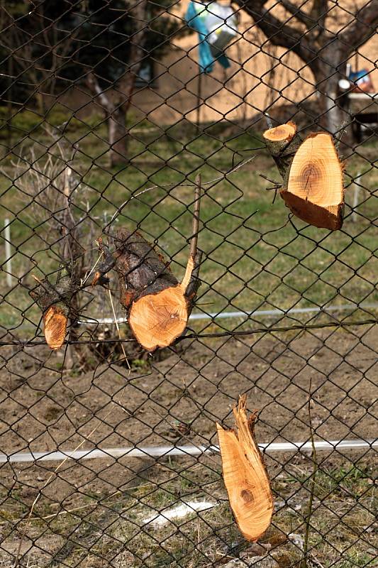 Zahrádkářská kolonie Burešov ve Zlíně; sobota 27. března 2021