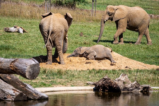 Sloni v zoologické zahradě Lešná. Ilustrační foto