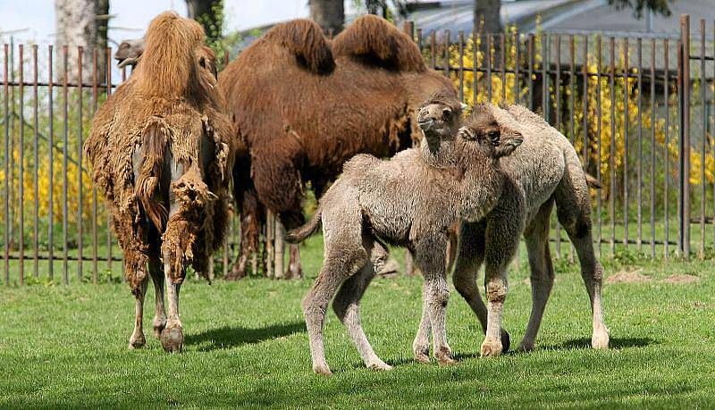 Velbloudi dvouhrbí, samec Sven a samice Kateřina, jsou novými přírůstky zlínské zoo.