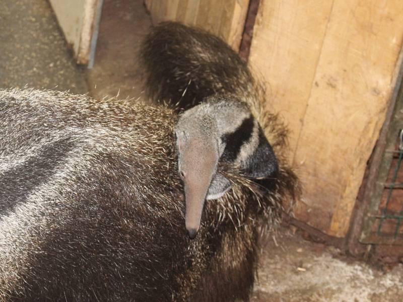 ZOO Zlín představila mládě mravenečníka velkého