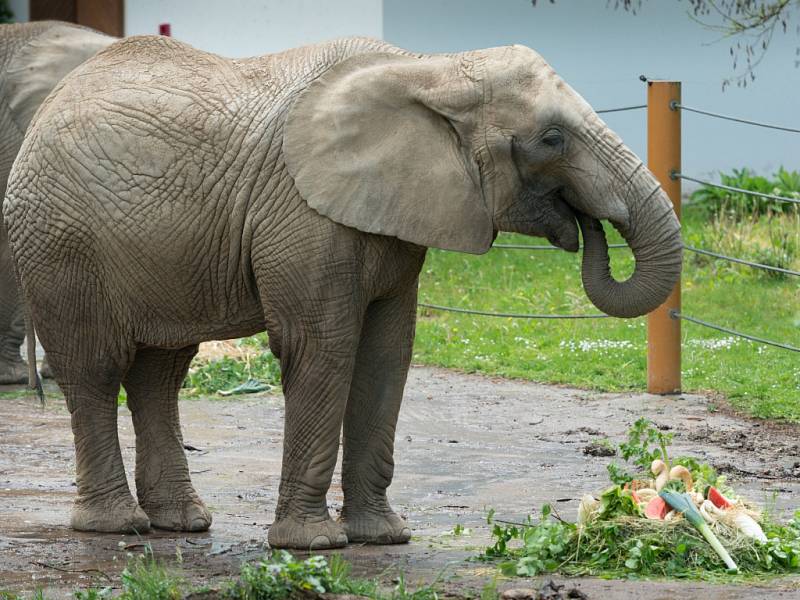 Nejmladší zlínská slonice Ulu slavila dvacetiny