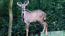 ZOO Lešná expozice Etiopie. Kudu velký