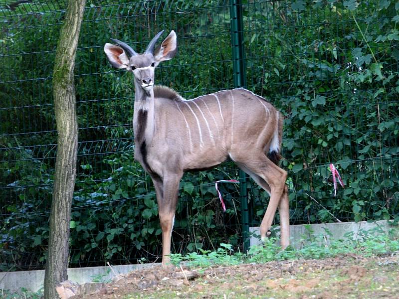 ZOO Lešná expozice Etiopie. Kudu velký