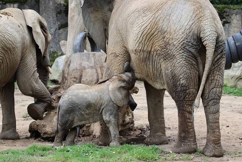 Zoo Zlín prožívá letos velmi úspěšnou sezónu.