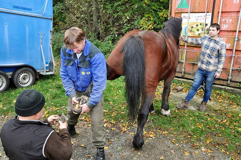 Svátek svatého Huberta připadá na 3. listopadu, v různých jezdeckých stájích se ale konají Hubertovy jízdy jako připomínka parforsních honů často již od konce září.Jiří Daněk z Hošťálkové, se svým pomocníkem Petrem Manišem, kuje koně již mnoho let.