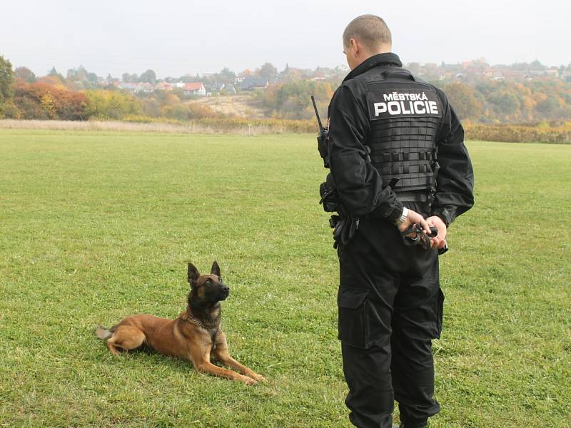 Útvar kynologické služby městské policie ve Zlíně-figurant se psem Cairo