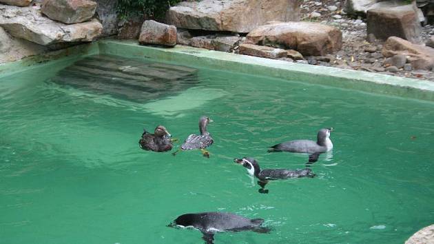 Trojicí opičích miminek a třemi mláďaty tučňáků se může pochlubit zlínská zoologická zahrada.