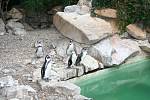 Trojicí opičích miminek a třemi mláďaty tučňáků se může pochlubit zlínská zoologická zahrada.