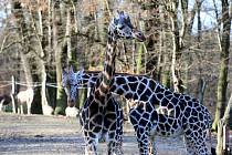 Zoo Lešná Zlín.