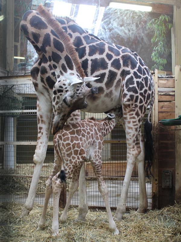 Čerstvě narozený sameček žirafy ve Zlínské zoo