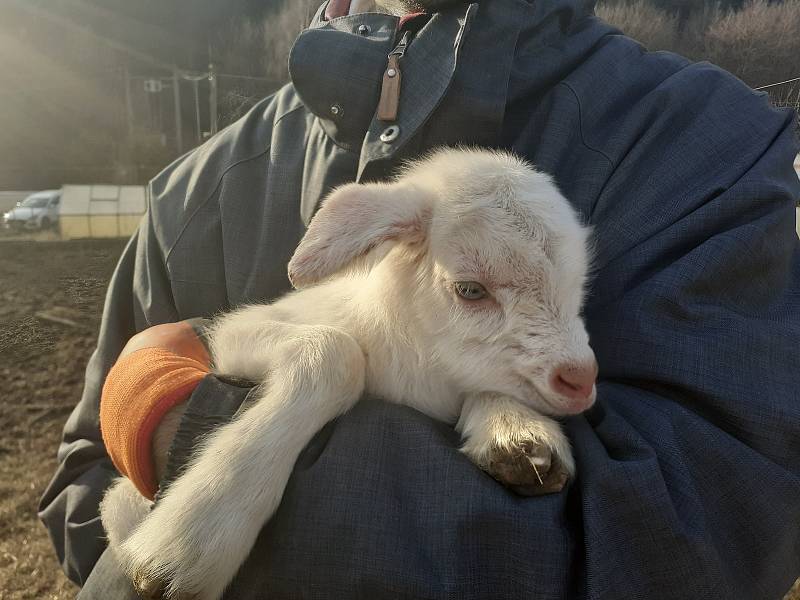 Kozí farma ve Vizovicích má první letošní kůzlata. Narodilo se jich devadesát, další várka devadesáti kůzlat se očekává.