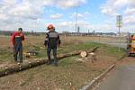 V ulicích Husova, Milíčova a Chelčického už padla k zemi celkově šedesátka stromů. 
