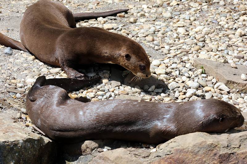 Slavnostní otevření Jaguar Trek v ZOO Lešná.