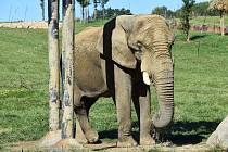 Sloní samec Jack se ve zlínské zoo rychle zabydlel; září 2023