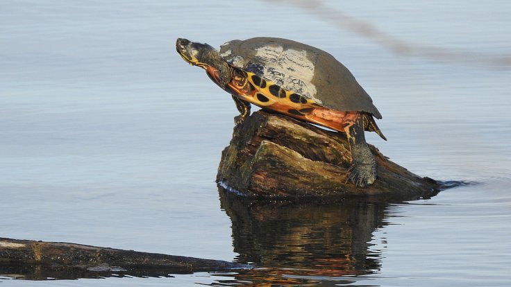 Želvy si u vody užívají jara.