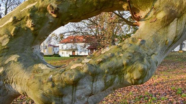 Zámecký park v Pohořelicích.