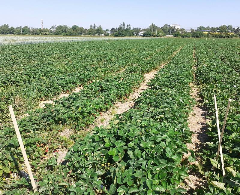 Samosběr jahod na Jahodové farmě v Holešově.