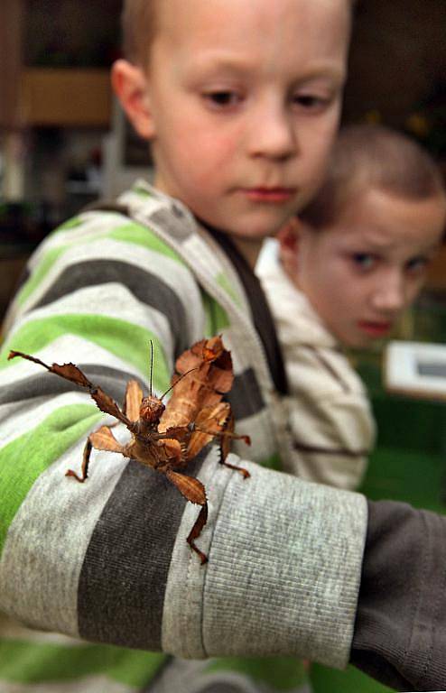 Dětem ve Zlínském kraji začaly v pondělí 14. února jarní prázdniny, na které pro ně zlínský dům dětí a mládeže Astra připravil příměstský tábor. První den byl věnován zvířatům v tamním teráriu.