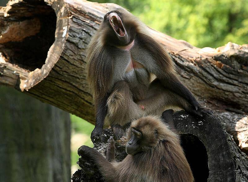 Expozice Etiopie je novinkou zlínské zoologické zahrady, která je od soboty přístupná veřejnosti. Návštěvníci ji najdou ve svahu nad pavilonem slonů.