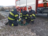 Podchlazený srneček uvízl v příkopu v Luhačovicích. Do bezpečí mu pomohli hasiči; neděle 21. ledna 2024