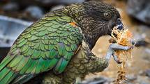 Zlínská zoo chová papoušky nestor kea od roku 2004
